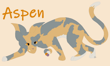 A dilute Tortoishell cat with large grey and gold patches. Large ears and gold eyes and white on their tail tip and paws. Aspen