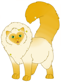 A very fluffy flame point cat with warm gold tail, legs ears and heart shaped face. Covered in dandelion flowers and petals.